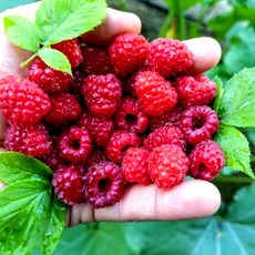 [우연팜] 청정지역 경북 청도 운문산 냉동 급냉 산딸기 500g 안전포장, 1박스, (급냉)산딸기 500g 2봉