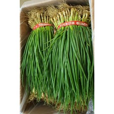 국내산 신선한 최상품 흙쪽파 김치용 1단(1.5kg내외) 2단 (3kg내외) 알뜰농장, 1개