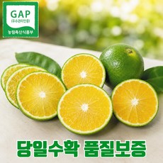 [MD추천] GAP인증 제주 대지농원 청귤 풋귤, 1박스, 10kg