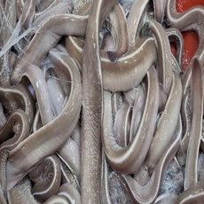 유튜브 수아아빠 국내산 특대 꼼장어 1kg 곰장어 먹장어, 1개