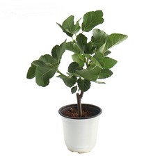 갑조네 무화과(중품) 무화과나무 과실수 유실수, 1개