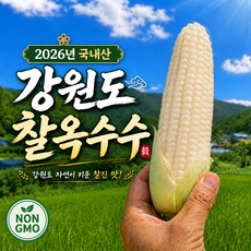[온리산지] 강원도 찰옥수수 국산 햇 1위, 10개, 특품