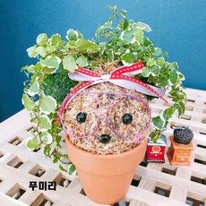 [쩡토피어리]화분 행잉 볼 가랜드 반려식물 공기정화 토피어리, 1개