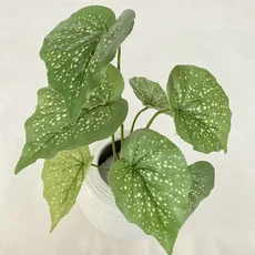 인조식물 플라스틱 베고니아 거실 애플 터틀백 대나무, 1개, white point