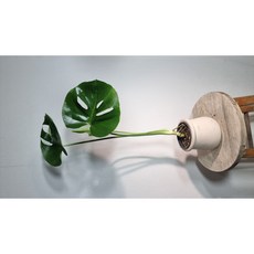 서비내 몬스테라 중소형 기다란수형 인테리어 플랜테리어 카페식물 수경재배, 1개, 혼합