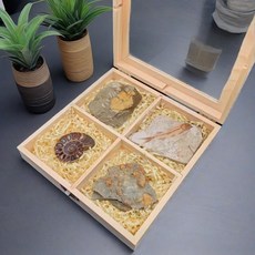 올원픽 화석 수집품 표본 삼엽충 고생물학 장식품, 1개, 4칸 물고기 + 개편 + 삼엽충 + 군채 조개, 기본 젖꼭지 단계
