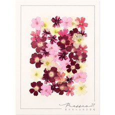 프레스코21 압화 꽃송이 버베나(빨강혼합) 50p