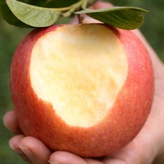 [2일초특가] 농가선별 청송 부사 사과, 1개, 5kg