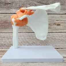 어깨 모형 골격 해부학 견관절 인대 뼈 해부 인체 모형, 1세트