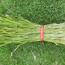 생창포1kg 말린창포300g 창포 모종10개/ 머리감기 단오행사/ 수질정화/생태연못, 300g, 1세트, 말린창포300g(10인분)