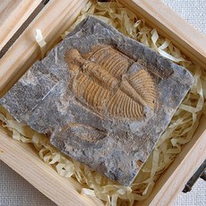 천연 암모나이트 화석 삼엽충 화석 나무 상자, B