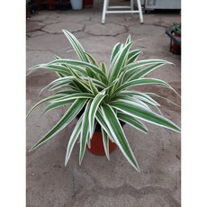 나비란 오션, 1개