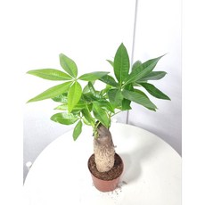 서비내 파키라 외대 pachira aquatica 공기정화식물 반려식물 인테리어 플랜테리어, 1개