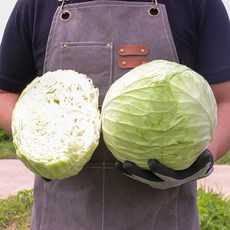 국산 양배추 4kg 내외(2~3통 중량기준) 해풍 맞은 국내산 양배추, 1개