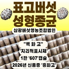 26년 신품종 '흥화고' 표고성형종균 흥화고 표고종균 백화고버섯 1판 607구, 표고성형종균 1장