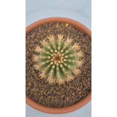 Uebelmannia pectinifera 즐극환 선인장 랜덤상품