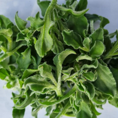 무농약 동미 아이스플랜트 생채소 500g, 1개