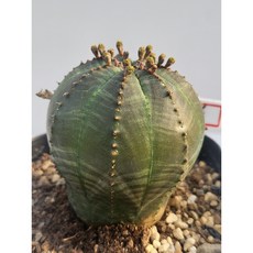 [가람다육] 오베사 실생, 1개, 오베사154