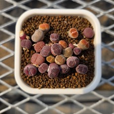 [한선원] 리톱스 레드오렌지믹스미니 모듬 1포트 아프리카 다육식물 다육이 다육 다육이키우기, 1개, 레드미니