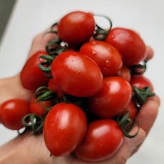 [탱글탱글] 아삭한 식감 고당도 대추방울토마토 산지직송 신선보장, 1박스, 2kg