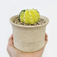 대호환금 선인장 고화도 토분, 1개