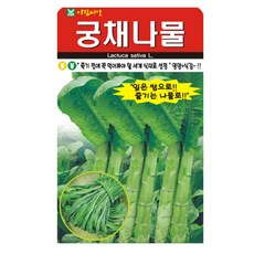 궁채나물 씨앗 종자 씨, 2개 2개