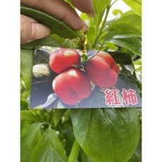 霏霏園藝 紅柿成樹盆栽 高度100公分 居家節慶裝飾, 1個