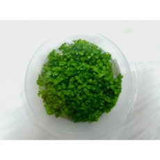 미크란테뭄 양많은 무균 조직배양수초 무균컵수초 전경수초, 1개