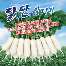 달단 알타리 씨앗 1000립 달고 아삭한 잎이 짧은 봄 가을 알타리무 씨 종자, 1개