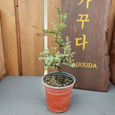 가꾸다 무늬홍자단 소엽 소품분재, 1개