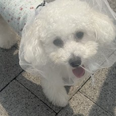 오로이 강아지 페이스커버 얼굴망 해충방지 양봉모자, 1개, one color