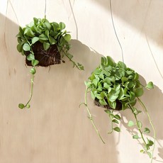 갑조네 디시디아 반볼(1+1) 틸란드시아 행잉 플랜트 벽걸이 공중 식물 홈가드닝 공기정화식물 실내식물 인테리어화분, 디시디아반볼(그린)(2개), 1세트
