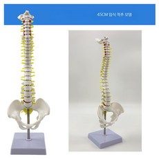 45cm 인체 골격 모형 골반 대퇴골 미골 경추 교육용 모델 A_45CM 척추 골반 단단한 요추, 1개