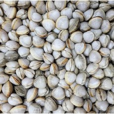 신선한 제철 남해안 동죽 1kg 80미내외