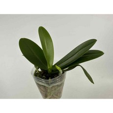 蝴蝶蘭變異株 Phal. Lianher Happy Star /Peloric/ 三唇變異株，2.5吋無梗苗, 1個, 2.5吋無梗單株