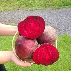 [띠앗농장]햇비트 제주 비트 레드비트, 1박스, 띠앗농장 비트 최상품 5kg(10개내외), 5kg(10개내외)