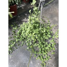 霏霏園藝 大葉串錢藤 懸掛盆栽 室內綠植, 1個
