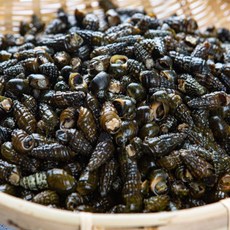 산지푸른 동강 자연산 올갱이 다슬기 생다슬기 자숙다슬기, 1개, 삶은 2kg