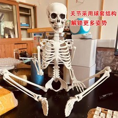 MOLEZU 萬聖節仿真人體骨架 鬼屋密室逃脫裝飾擺件, 1個