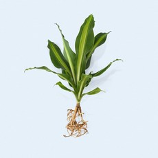 마이플랜트 맛상게아나 세척 모종 소형 수경재배식물, 1개