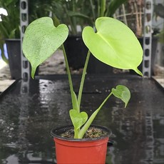 몬스테라 반려식물 공기정화 식물 그린식물팜, 4개