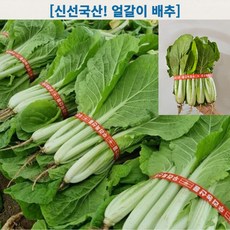 [best싱싱아삭] 신선 국산 얼갈이 배추 식이섬유 수분 비타민C Korean Baby Napa Cabbage, 4kg, 1개