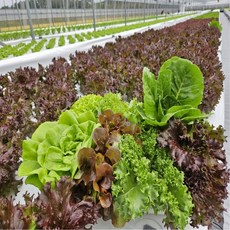 유럽채소 다이어트채소 샐러드재료 모듬쌈 로메인, 1박스, 1kg