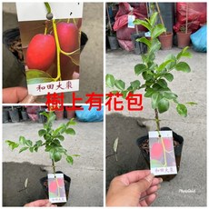 霏霏園藝 和田大棗 嫁接苗 4吋盆, 1個