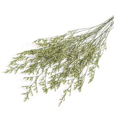 화연양화 프리저브드플라워 미스티블루 6가지색 드라이플라워 시들지않는생화, 01 그린