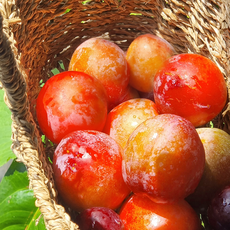 [싱싱냠냠] 고당도 노지 햇자두, 1박스, 2kg