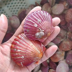 조개 제철수산물 골라담기 당일조업 총알발송, 1개, 홍가리비1kg