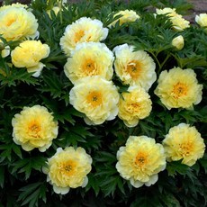 [Qgarden]고급종 작약 숙근 바트젤라 2개 옐로우 꽃 구근 노지월동 겹작약 초특가