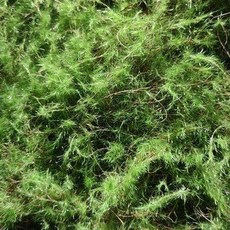 인조 이끼 가짜 데코 실내조경 식물 촬영용 모형 벽면, 4번 플록 모스 잔디, 1개