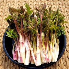 [하루50박스초특가] 산지직송 국내산 자연산 땅두릅, 1박스, 500g